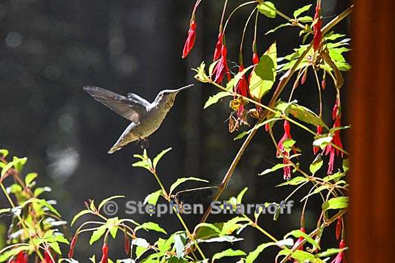 hummingbird 2 graphic